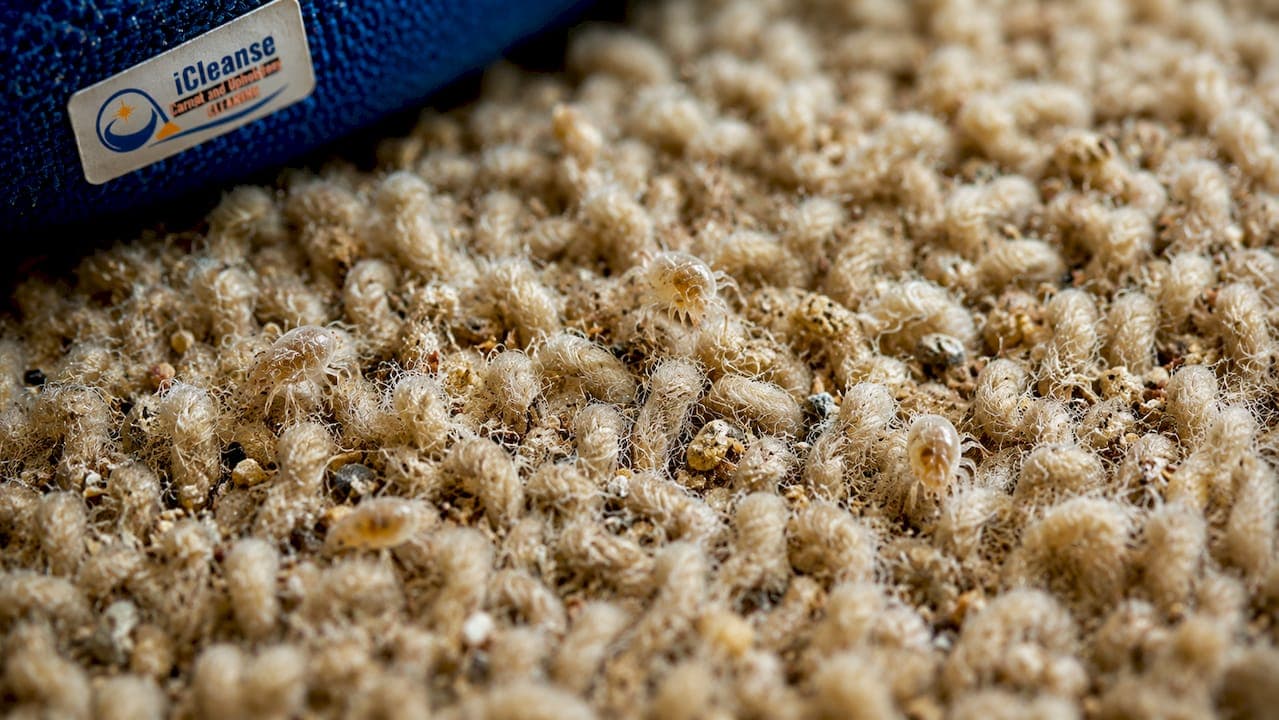 Examples of embedded carpet dirt: a Canadian homeowner's guide